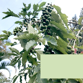 Vertical Project Image